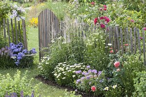 Summer bed with perennials and roses at the fence