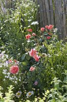 Rosa 'Schloss Bad Homburg' (Moderne Kletterrose) am Zaun, oefterbluehend