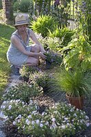 Creating a perennials and grasses bed