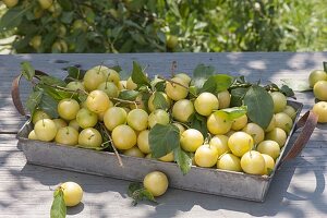 Freshly picked mirabelles (Prunus domestica subsp. Syriaca)