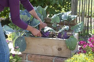 Woman harvesting blue kohlrabi 'delikatess'