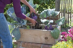 Woman harvesting blue kohlrabi 'delikatess'