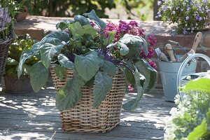 Basket with blue kohlrabi 'delikatess' and nemesia