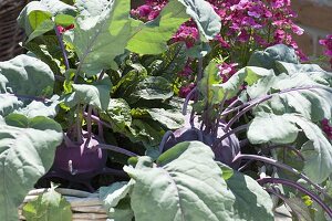 Basket with blue kohlrabi 'delikatess' and nemesia