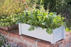 White box with one year old mustard, rocket (Eruca sativa)