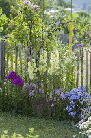 Alcea rugosa (Yellow Hollyhock, Russian Hollyhock)