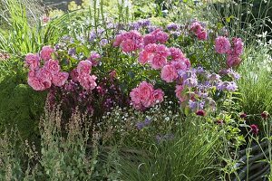 Rosa 'Magic Meidiland' (Rose), Gaura 'Lillipop Pink' (Prachtkerze), Monarda