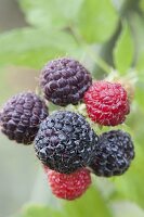 Schwarze Himbeere 'Black Jewel' (Rubus occidentalis)