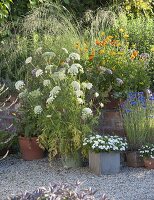 Pot group on gravel terrace Daucus carota, Calendula