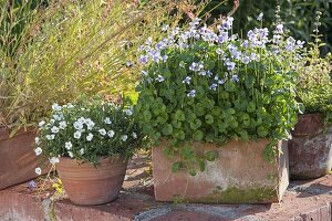 Viola hederacea (Australisches Veilchen) und Arenaria montana