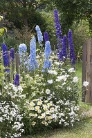 Delphinium Magic Fountain 'Dark Blue', 'Sky Blue'