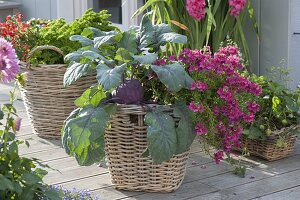 Korb mit blauem Kohlrabi (Brassica) und Nemesia 'Cassis' (Elfenspiegel)