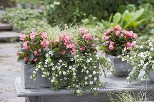 Grauer Kasten und Topf mit Begonia semperflorens (Eisbegonien), Bacopa