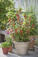 Balcony with red currants