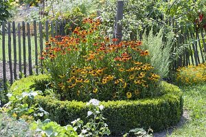 Helenium 'Sahin's Early Flower' 'Wyndley' in Rondell with Buxus