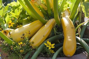 Zucchini 'Goldrush' (yellow zucchini) in a terracotta bucket