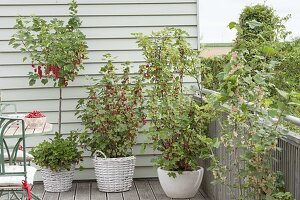 Beerenbalkon mit roten Johannisbeeren 'Rolan' , Busch und 'Rovada' Stamm