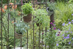 Körbe mit Kräutern am rostigen Gartenzaun : Salbei 'Berggarten' 'Icterina'