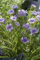 Stokesia laevis 'Mels Blue' (Cornflower Master)