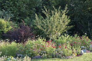 Bed with cherry plum, Physocarpus 'Diabolo'