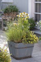 Blue wooden bucket with Echinacea purpurea 'Sunrise'