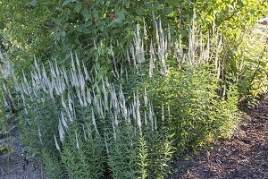 Veronicastrum virginicum 'Diana' - Kandelaber-Ehrenpreis