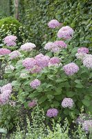 Hydrangea arborescens 'Invincibelle Spirit' ®, 'Pink Annabelle' ®