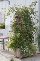 Navaho' thornless blackberry (Rubus fruticosus), lemon balm (Melissa)