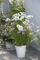 White planted tubs at the house entrance
