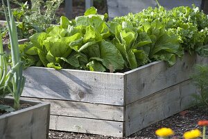 Sugarloaf salad in homemade raised bed