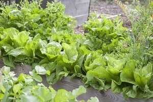 Zuckerhutsalat (Cichorium intybus var. foliosum) in selbstgebauten Hochbeet