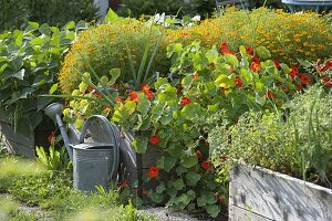 Selbstgebautes Hochbeet aus Brettern mit Kapuzinerkresse und Tagetes