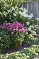 Phlox paniculata 'Eva Förster' (Flammenblume) und Hydrangea paniculata