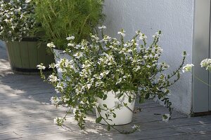 White planted tubs at the house entrance