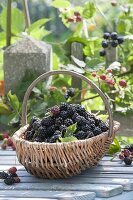 Freshly picked blackberries (Rubus fruticosus) in a spanking basket