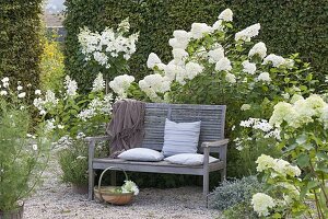 Schattiger Sitzplatz auf Holzbank am weissen Beet mit Hydrangea