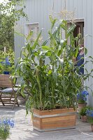 Wooden box with sugar corn 'popcorn' (Zea mays) as a privacy screen