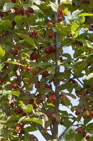 Cornus mas 'Jolico' (Cornus), ripe, dark red fruit