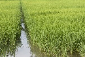 Rice field in Piedmont, Italy