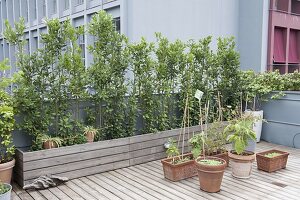 Mediterrane Dachterrasse mit Holzdeck