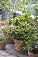 Mediterrane Dachterrasse mit Holzdeck