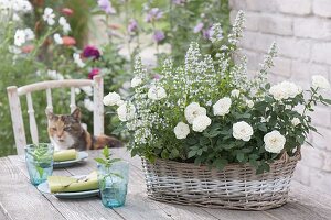 White roses and Calamintha nepeta 'Triumphator' (stonecrop)