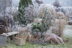 Winterliches Beet mit Rauhreif auf Stauden, Gräsern und Gehoelzen