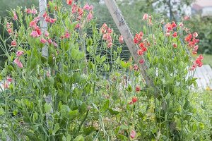 Connect self-built raised boards beds with trellis and plant