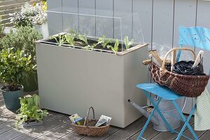 Plastic box with hood as a cold frame on the terrace