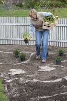 Creating bed with cranesbill and mallow