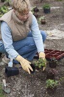 Creating bed with cranesbill and mallow