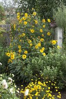 Helianthus decapetalus 'Capenoch Star', Anthemis