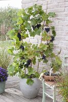 Weinrebe 'Mitschurinski' (Vitis amurensis) Amurtraube am Spalier