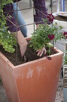 Frau bepflanzt Kübel mit Duftwicke und Balkonblumen